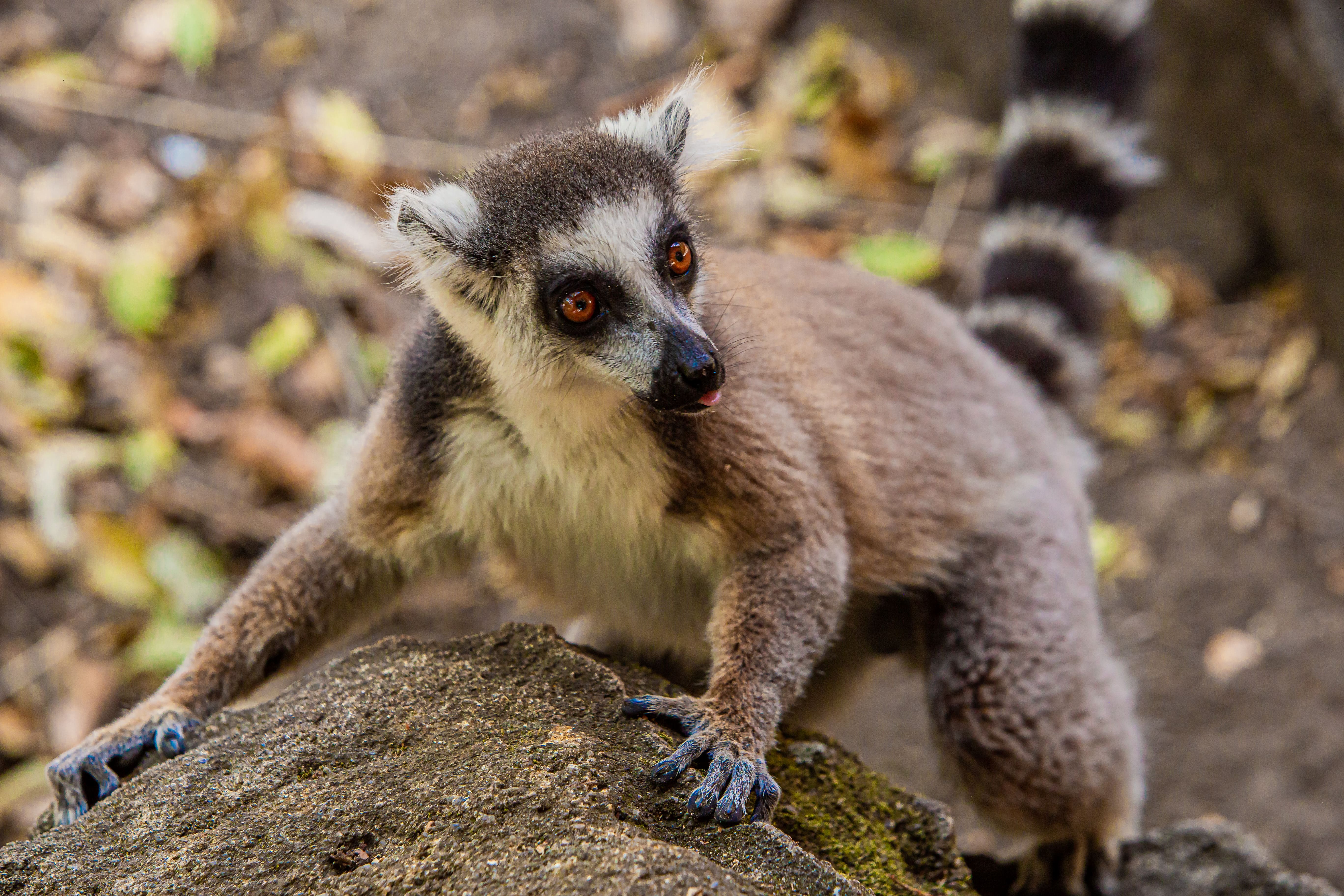 Lemur catta