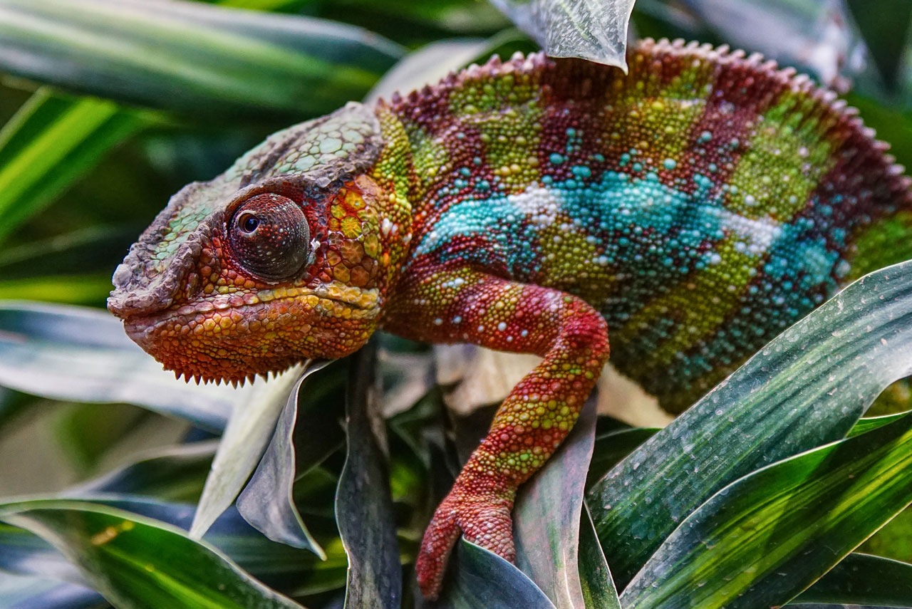 Chameleon