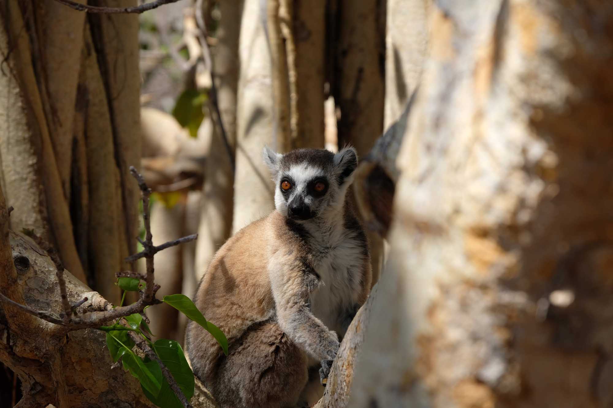 Lemur