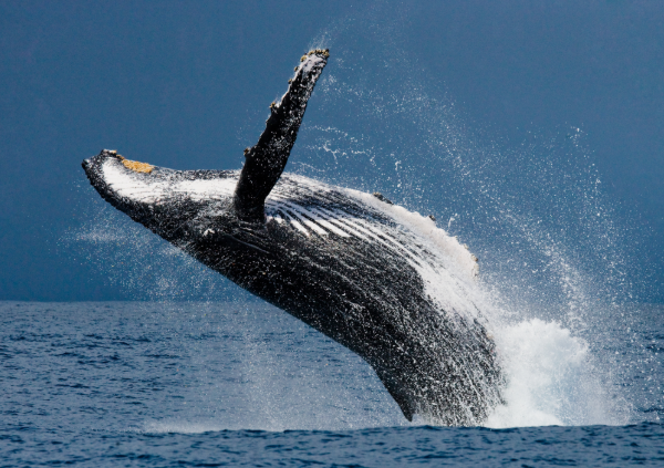 Humpback whale
