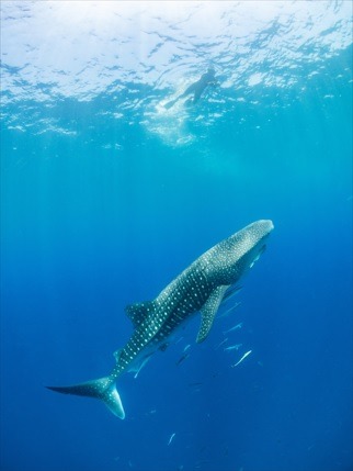 Rohy whaleshark