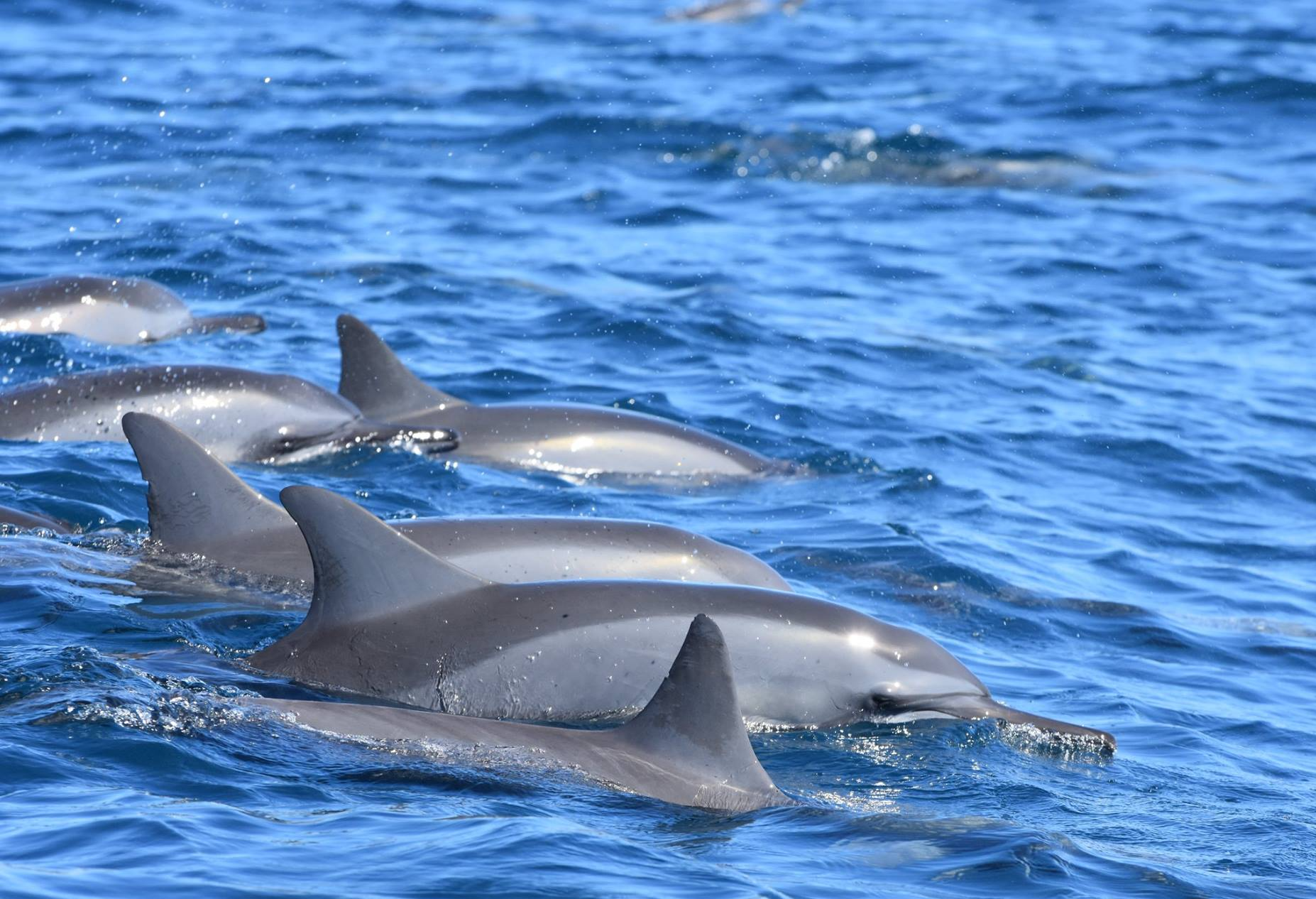 Dolphin