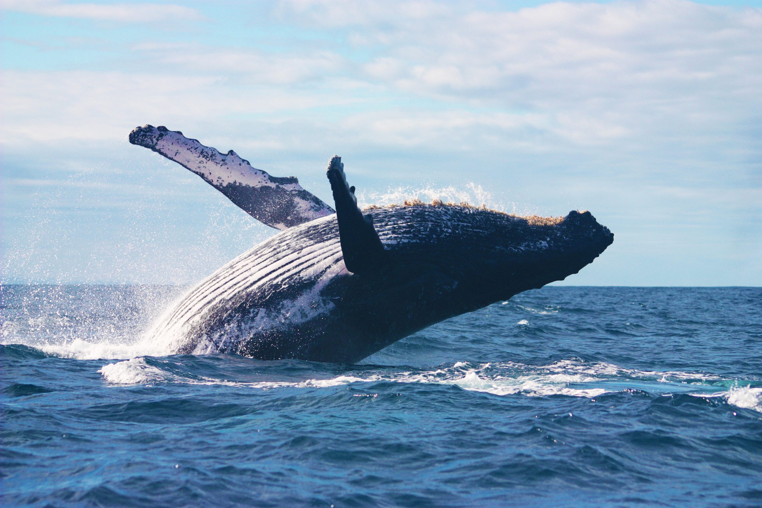 Whale in Ste Marie