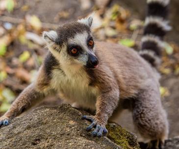 Lemur catta