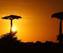 baobabs