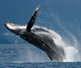 Humpback whale